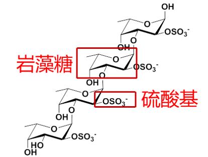 岩藻多糖分子结构